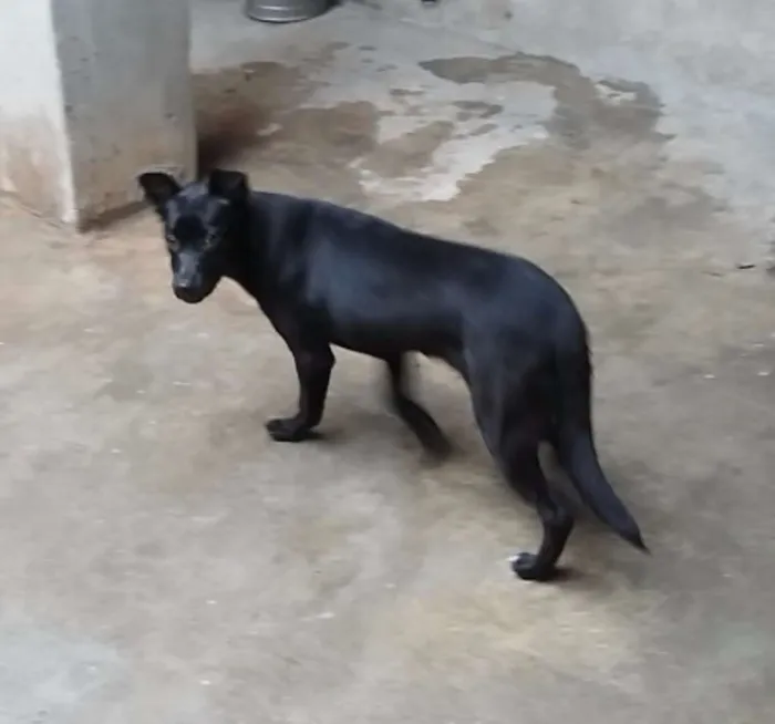 Cachorro ra a Srd idade 2 a 6 meses nome Nikyta