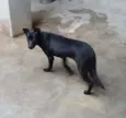 Nikyta