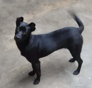 Cachorro raça Srd idade 2 a 6 meses nome Nikyta
