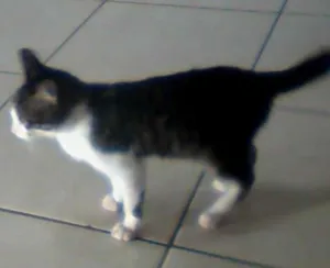 Gato raça SRD idade 7 a 11 meses nome Nena