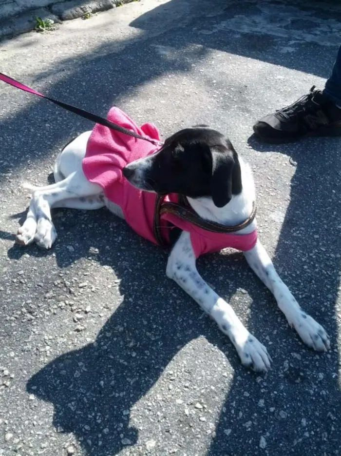 Cachorro raça Srd idade 7 a 11 meses nome Sophia 