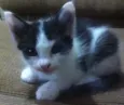 Gatos Adoção