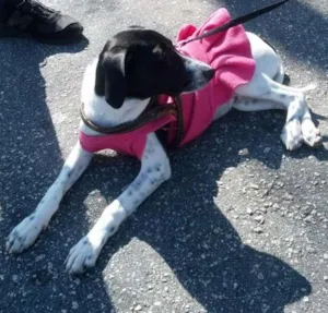 Cachorro raça Srd idade 7 a 11 meses nome Sophia 