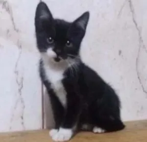 Gato raça srd idade 2 a 6 meses nome Panda