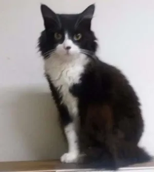Gato raça srd idade 4 anos nome bebel