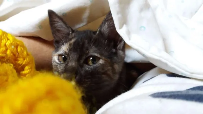 Gato ra a srd idade 2 a 6 meses nome Gatinha