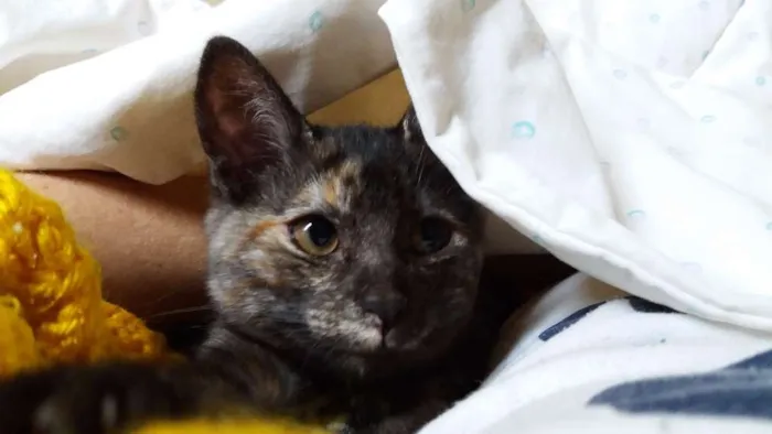 Gato ra a srd idade 2 a 6 meses nome Gatinha