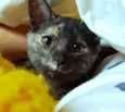 Gatinha