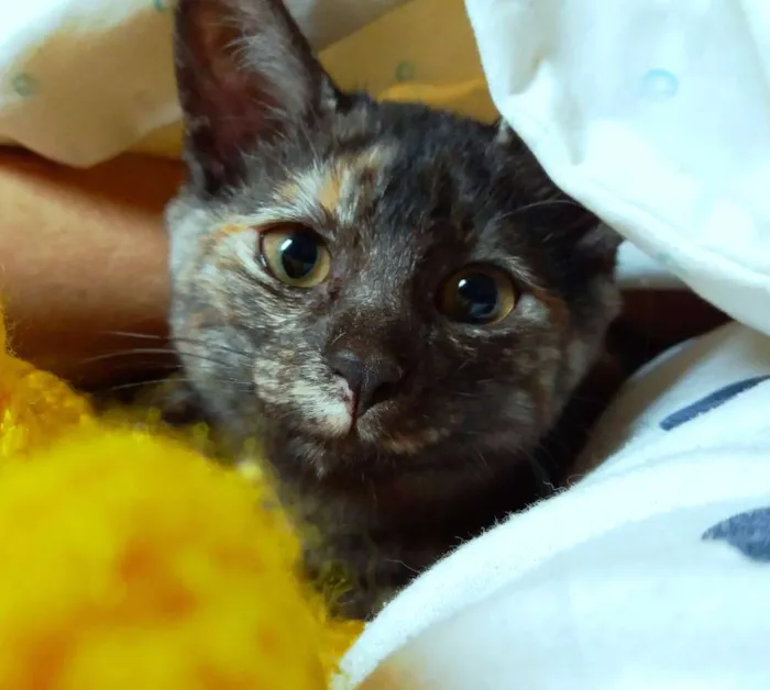 Gato ra a srd idade 2 a 6 meses nome Gatinha