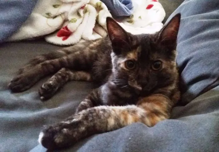 Gato ra a srd idade 2 a 6 meses nome Gatinha
