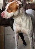 Maia