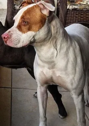 Cachorro raça Pit-Bull idade 5 anos nome Maia