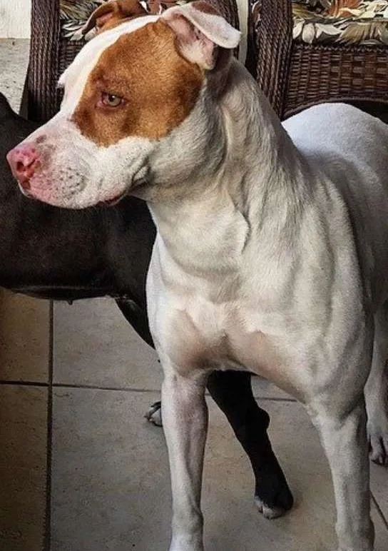 Cachorro ra a Pit-Bull idade 5 anos nome Maia