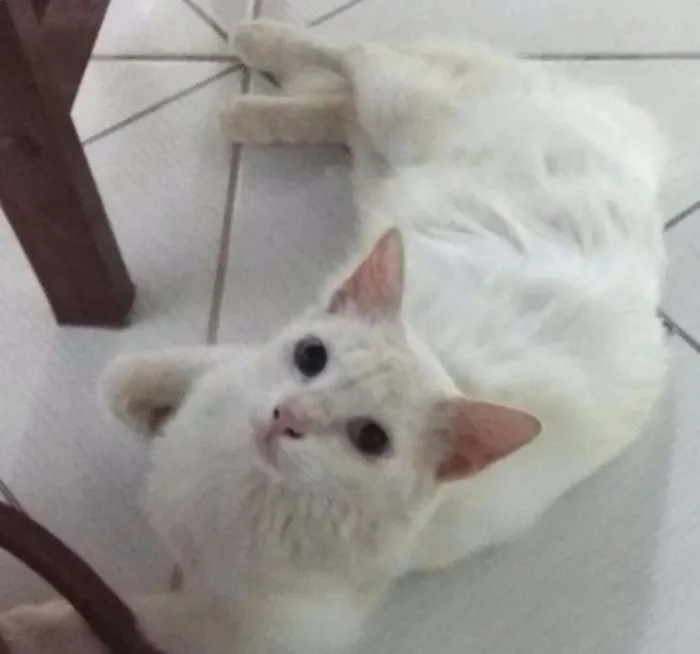 Gato raça PERSA COM VIRA LATA idade 2 anos nome SACHA