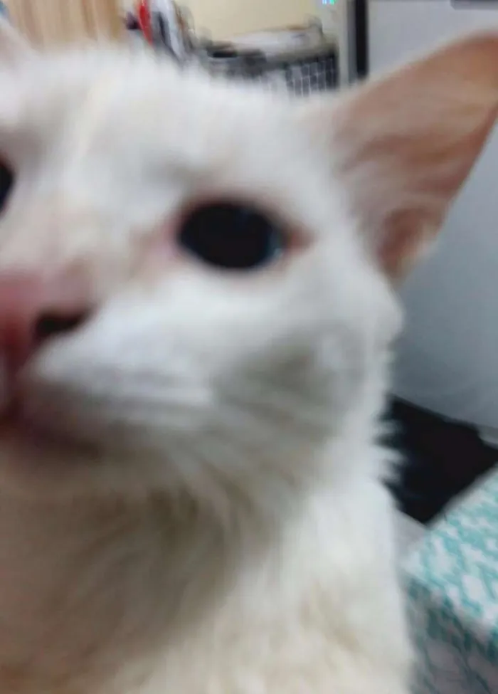 Gato raça PERSA COM VIRA LATA idade 2 anos nome SACHA