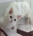 SACHA