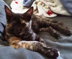 Gato raça srd idade 2 a 6 meses nome Gatinha