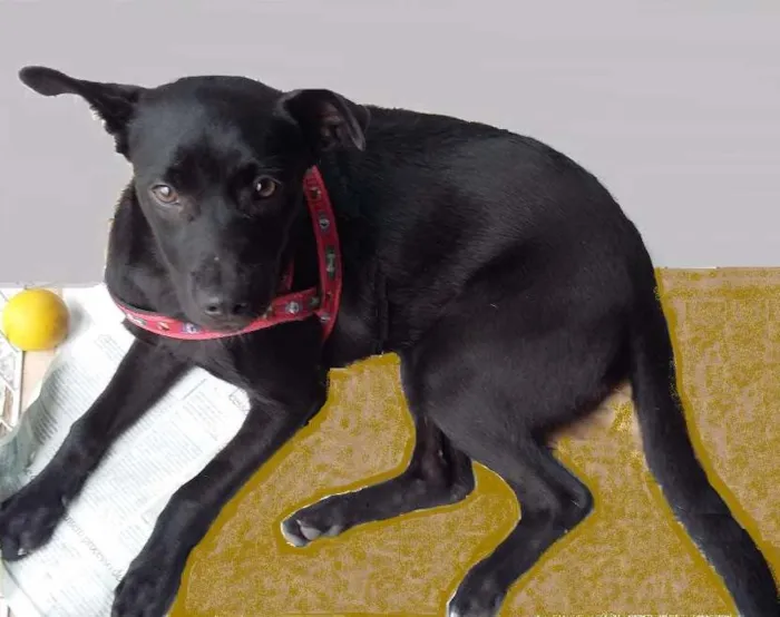 Cachorro ra a Srd idade 2 a 6 meses nome Nikyta