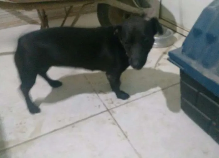 Cachorro ra a Vira Lata idade 2 anos nome Neguinha