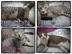 Gato raça vira lata idade 2 a 6 meses nome sem nome
