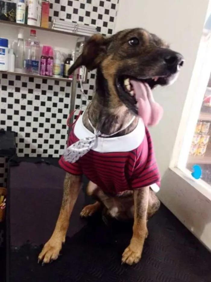 Cachorro ra a SRD idade 2 anos nome DOG