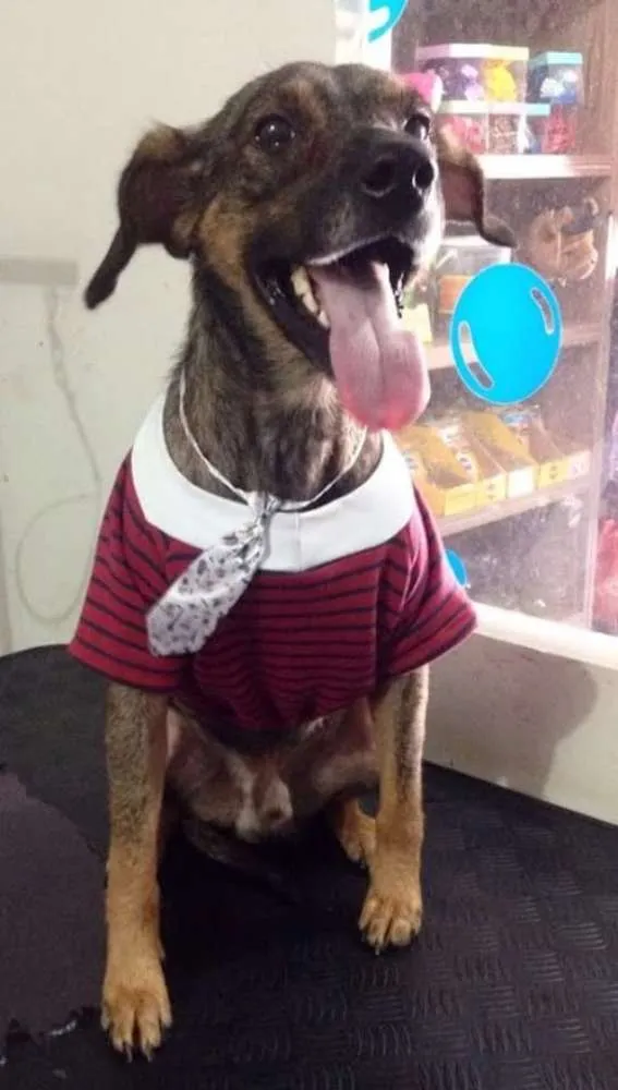 Cachorro ra a SRD idade 2 anos nome DOG