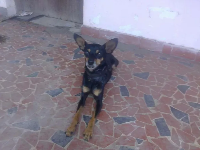 Cachorro ra a Pinscher idade  nome pudim