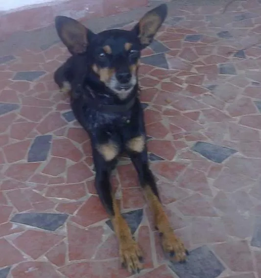 Cachorro ra a Pinscher idade  nome pudim