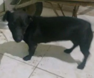 Cachorro raça Vira Lata idade 2 anos nome Neguinha