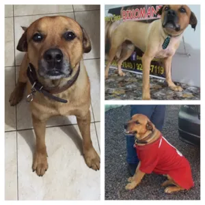 Cachorro raça  idade 2 anos nome Thor