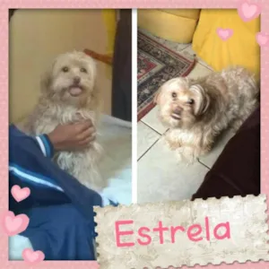 Cachorro raça Shitzu idade 3 anos nome estrela