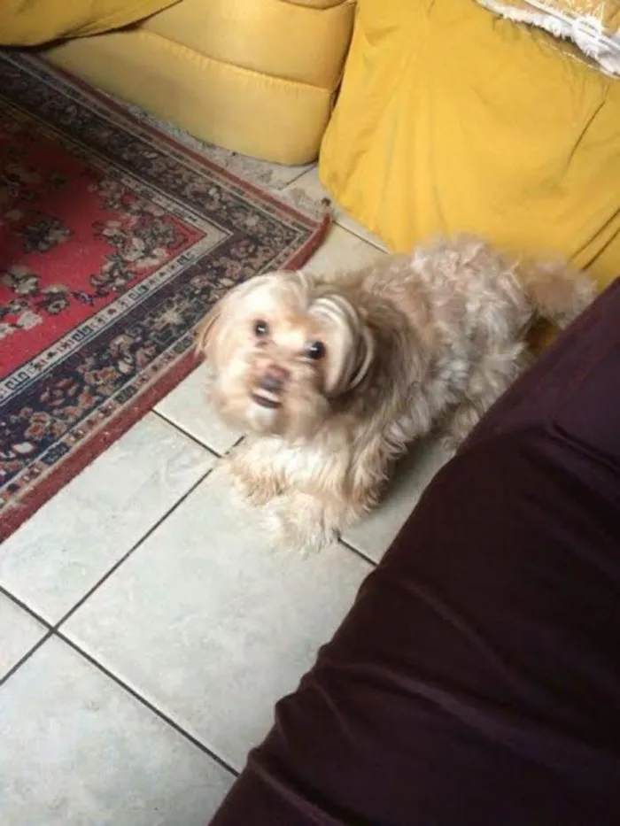 Cachorro ra a Shitzu idade 3 anos nome estrela