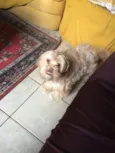 estrela