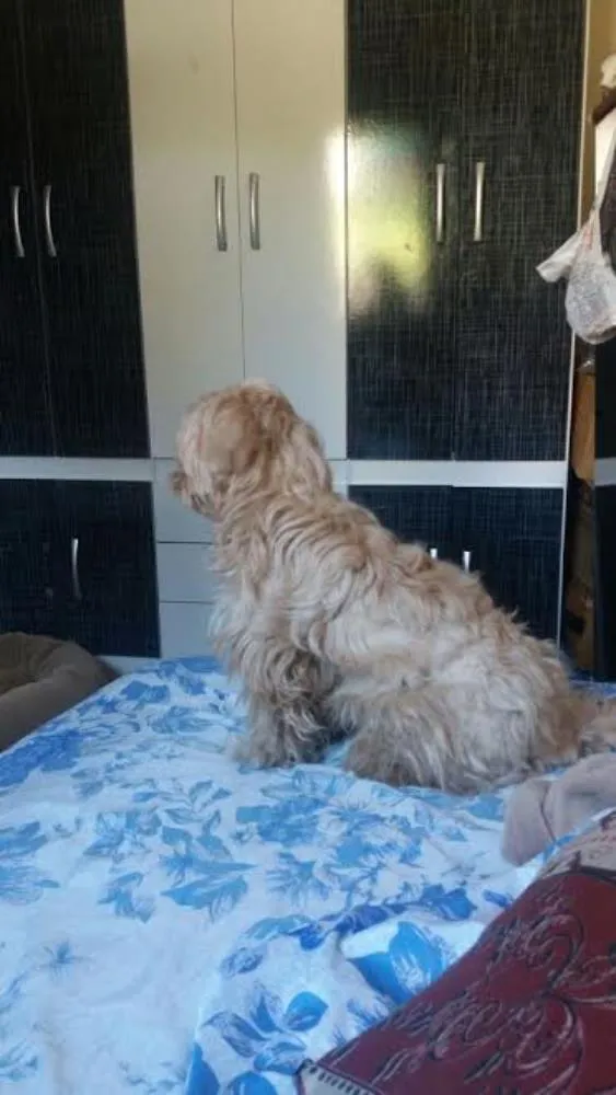 Cachorro ra a Shitzu idade 3 anos nome estrela