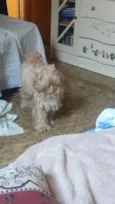 estrela