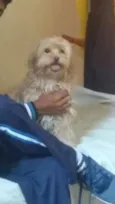 estrela