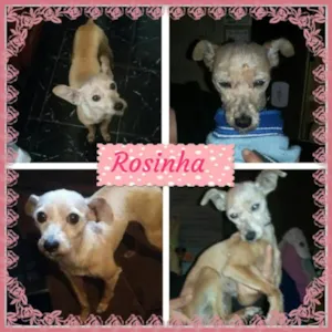 Cachorro raça poodle idade 2 anos nome rosinha