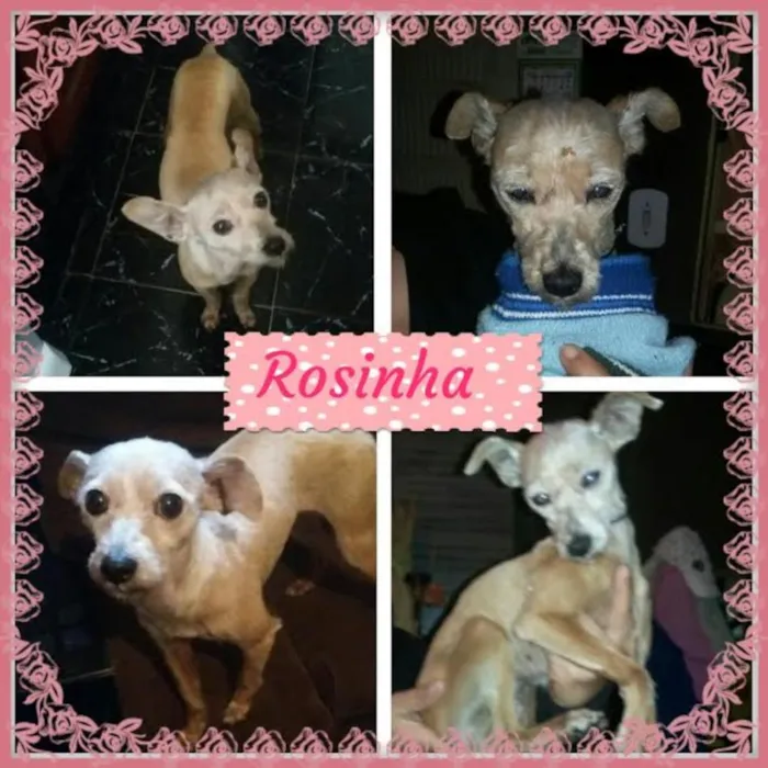 Cachorro ra a poodle idade 2 anos nome rosinha