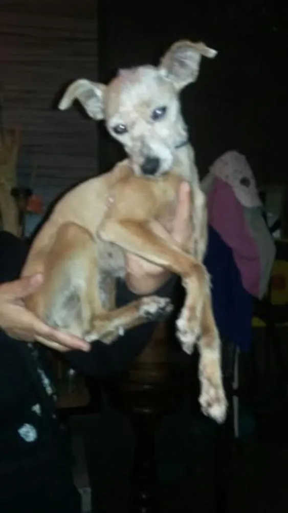 Cachorro ra a poodle idade 2 anos nome rosinha