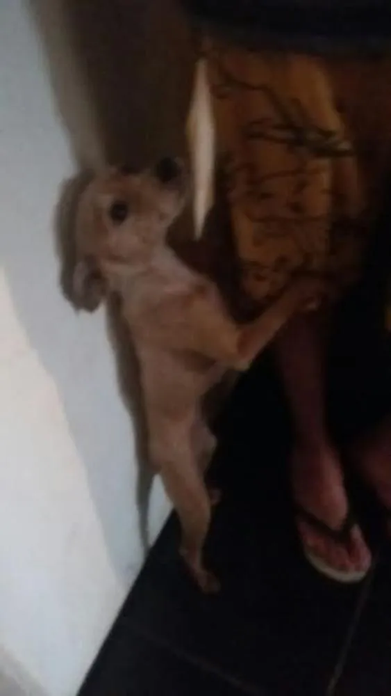Cachorro ra a poodle idade 2 anos nome rosinha