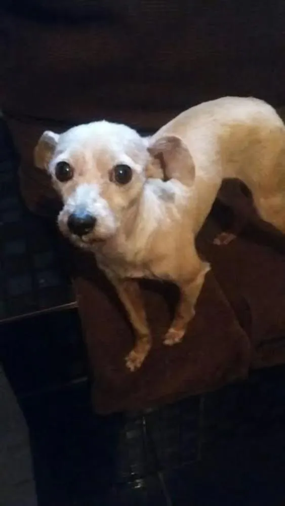 Cachorro ra a poodle idade 2 anos nome rosinha