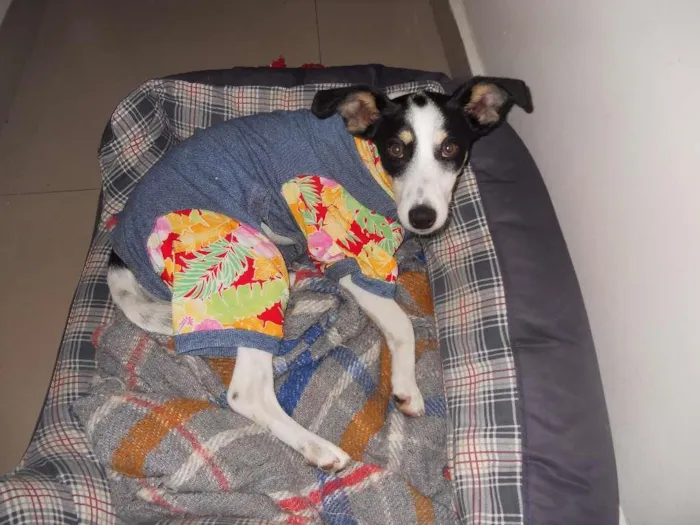 Cachorro ra a Fox Paulistinha idade 7 a 11 meses nome PITOMBA