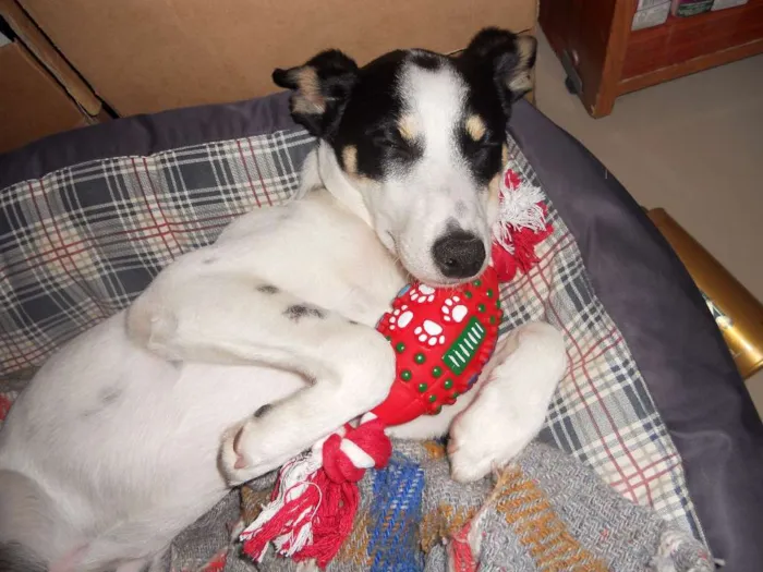 Cachorro ra a Fox Paulistinha idade 7 a 11 meses nome PITOMBA