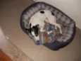PITOMBA