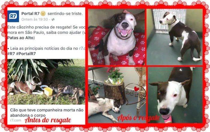 Cachorro ra a Pit-Bull idade 3 anos nome Toddy