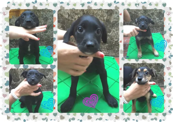 Cachorro ra a SRD idade 2 a 6 meses nome Bebês