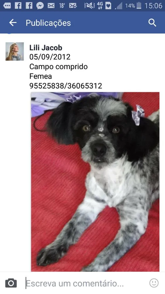 Cachorro ra a Poddle com lhasa idade 6 ou mais anos nome Jaddy