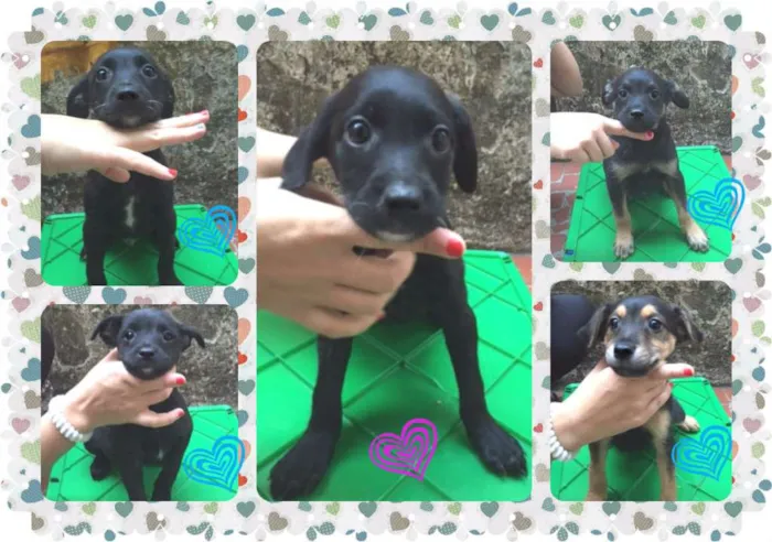 Cachorro ra a SRD idade 2 a 6 meses nome FILHOTES