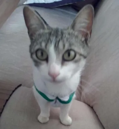 Gato raça  idade 1 ano nome Penelope