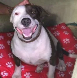 Cachorro ra a Pit-Bull idade 3 anos nome Toddy